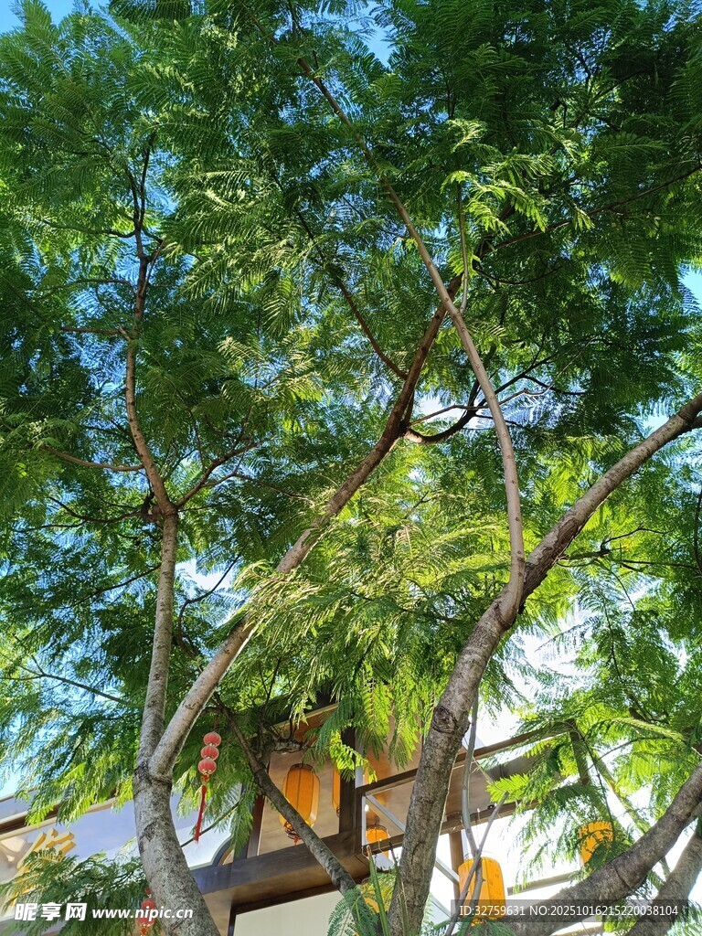 绿树掩映下的温馨小屋