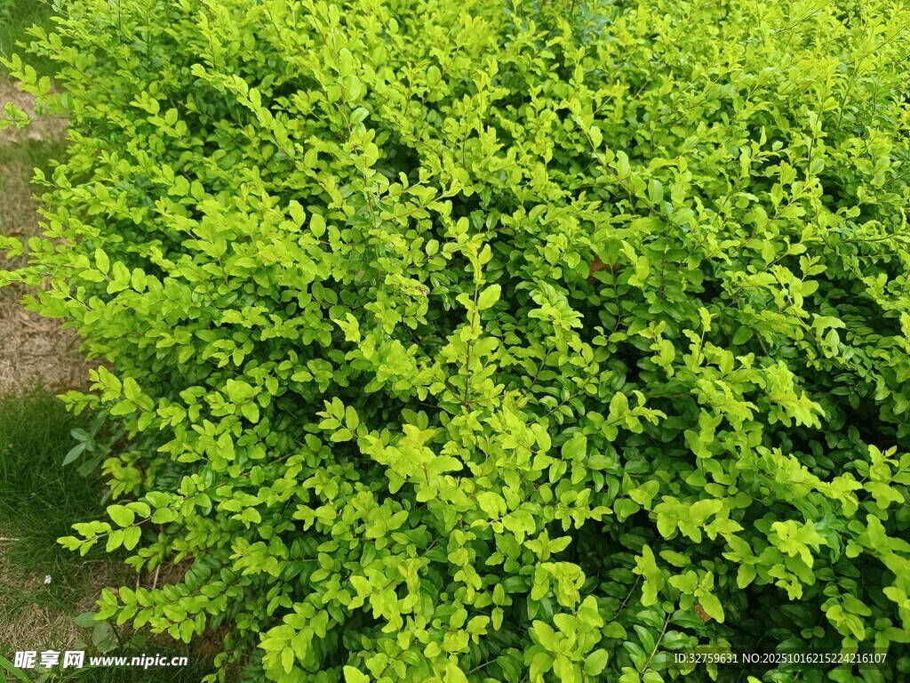 翠绿繁茂的绿色灌木丛