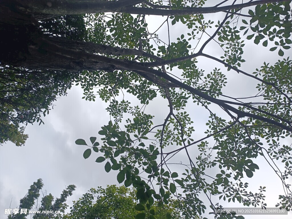 仰视繁茂枝叶