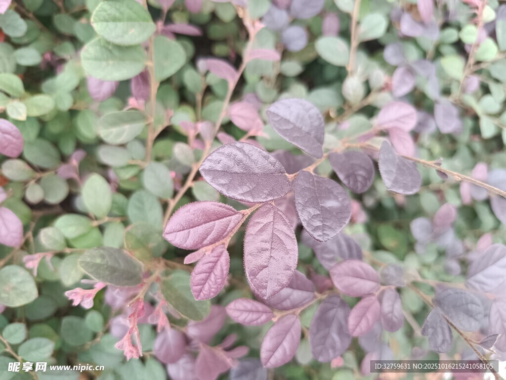 紫叶植物特写