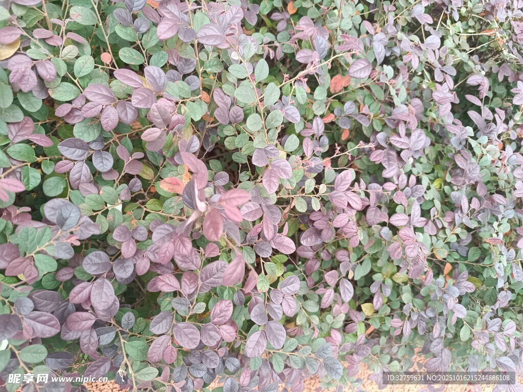 多彩叶片植物墙景观