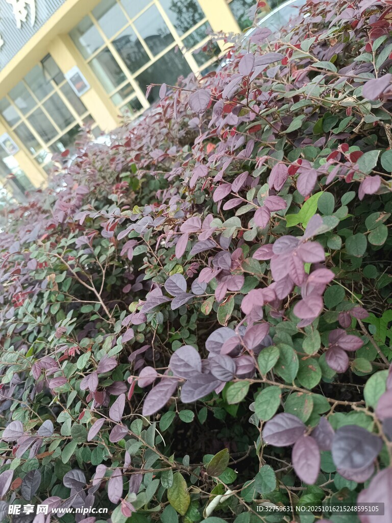 紫叶植物景观
