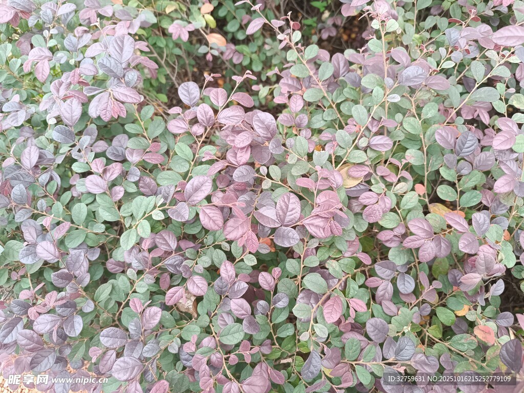 多彩叶片植物景观