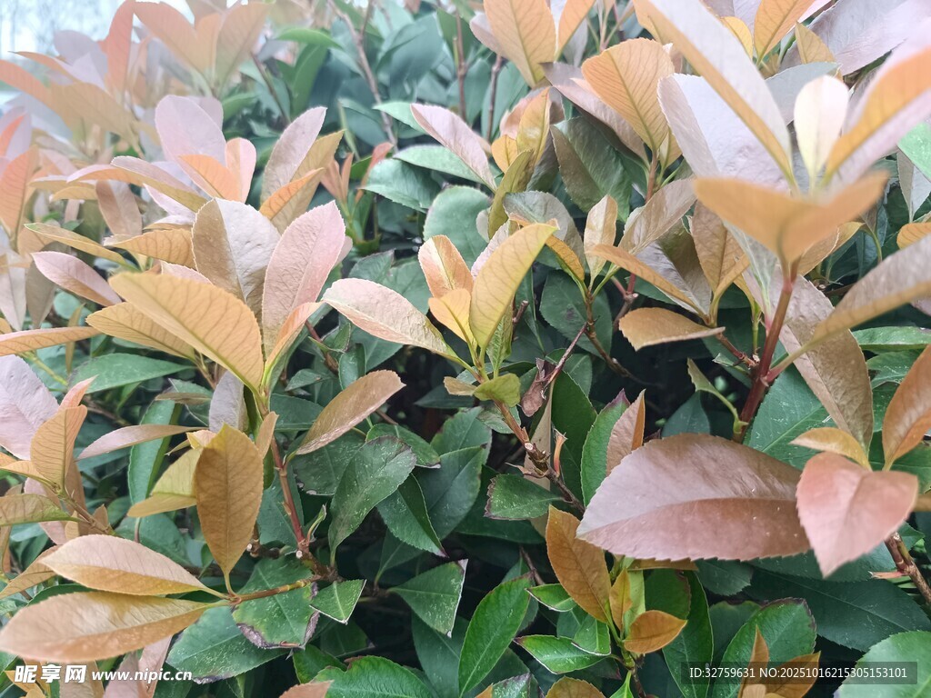 多彩叶片植物特写
