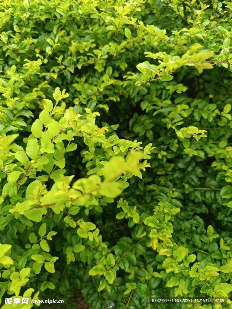 翠绿繁茂的植物景观