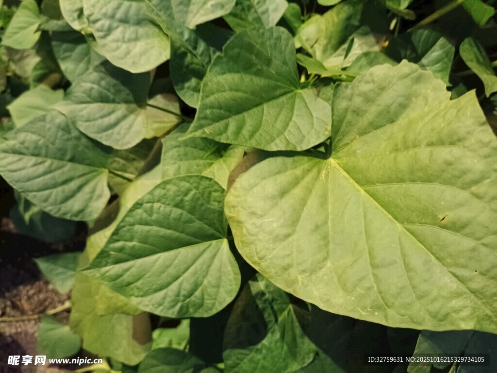 翠绿心形叶片植物特写
