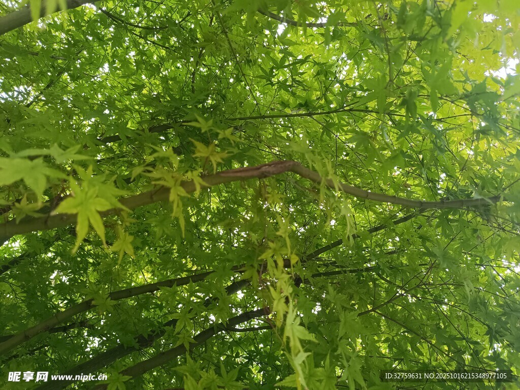 繁茂绿叶间的树枝