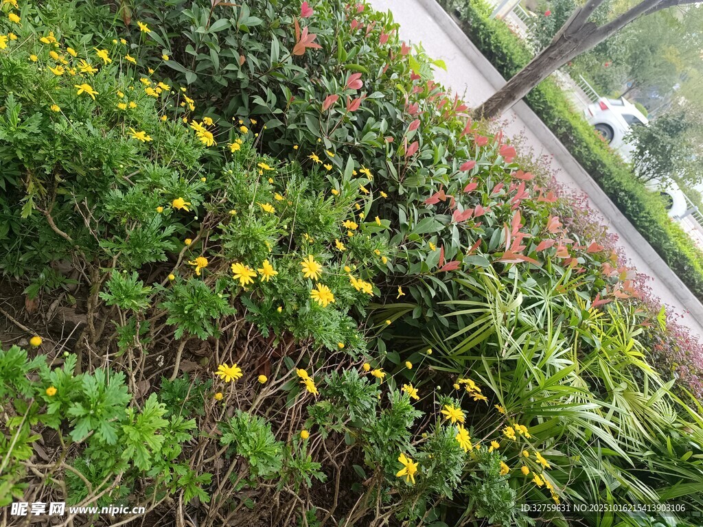 路边繁茂的多彩花卉植物