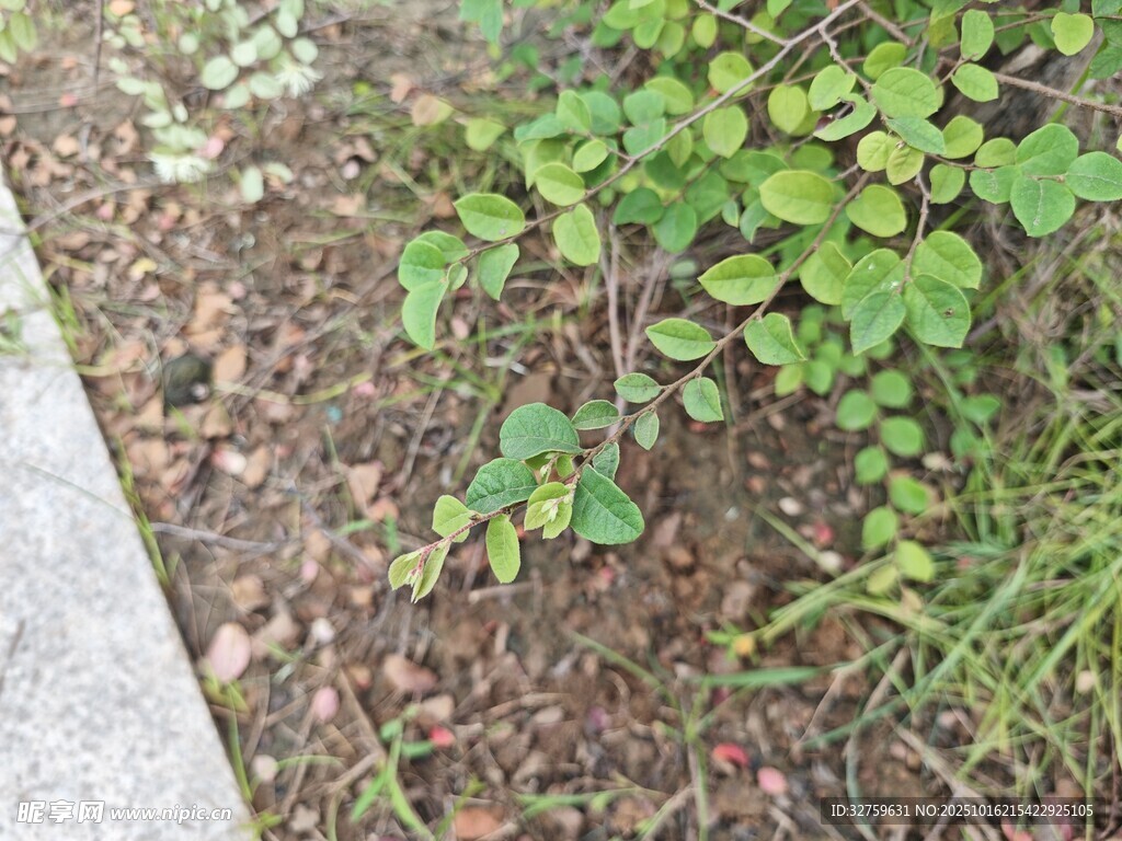 地面生长的嫩绿植物