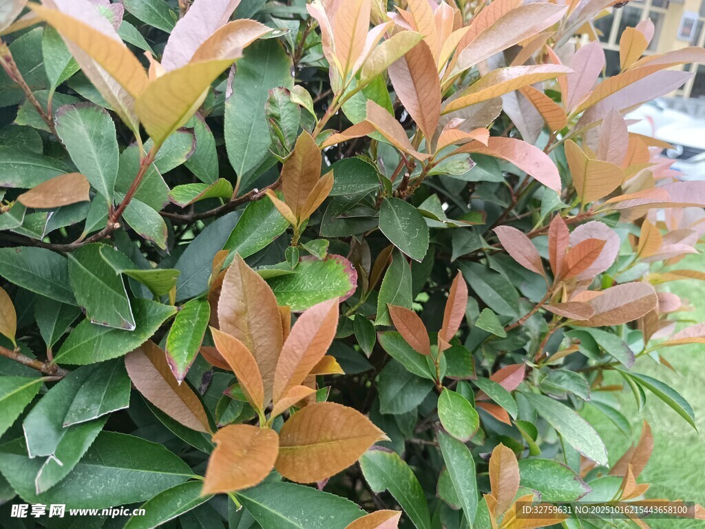 彩叶植物特写