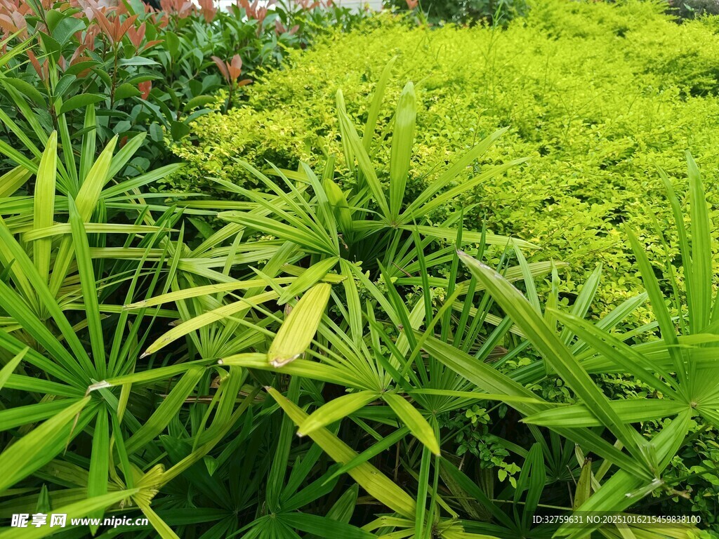 翠绿繁茂的多彩植物景观