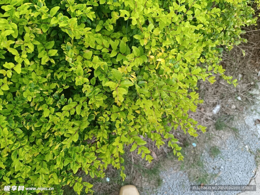 翠绿灌木丛与湿润地面