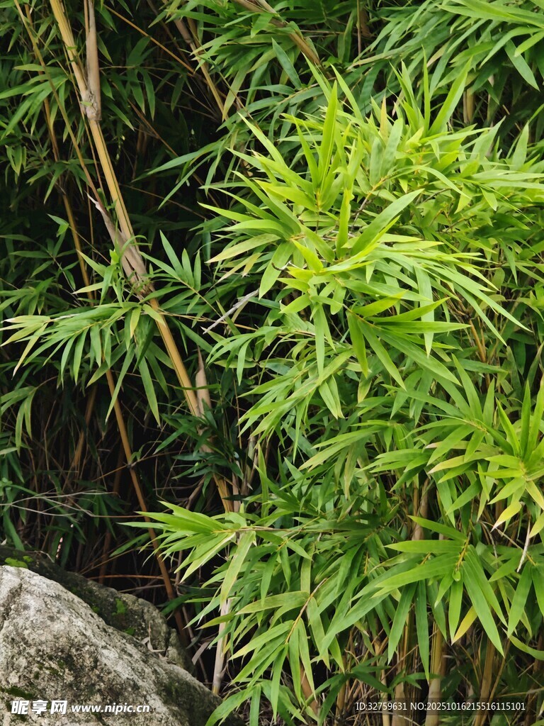 翠绿竹林旁的岩石景观