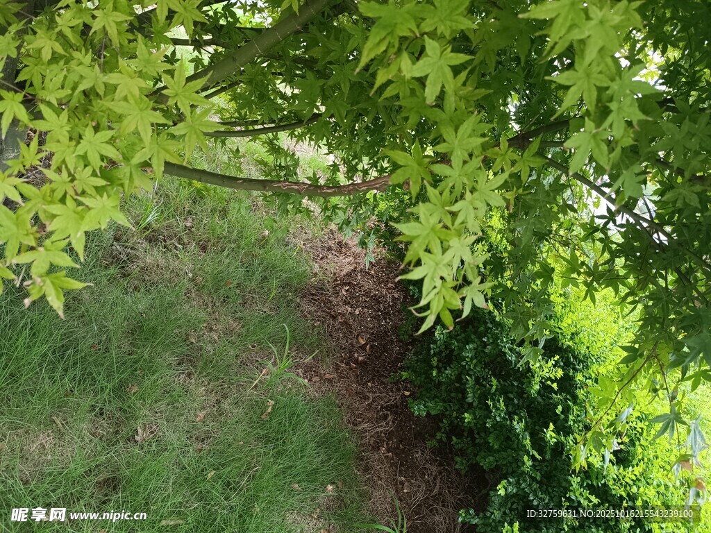 绿荫下的小径