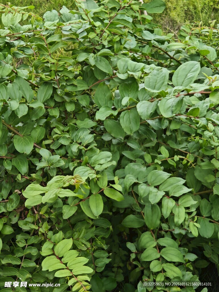 茂密绿植景观