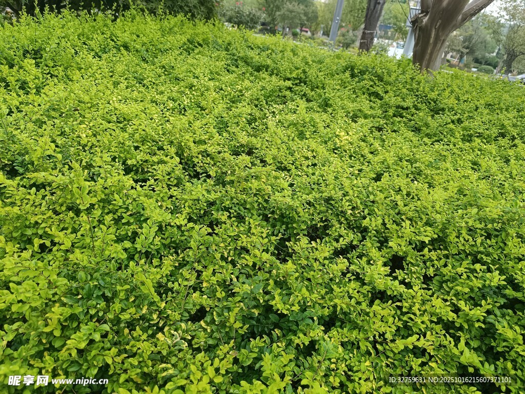 翠绿繁茂的灌木景观