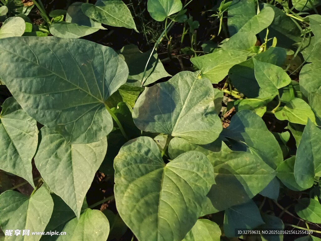 绿叶繁茂的红薯植株