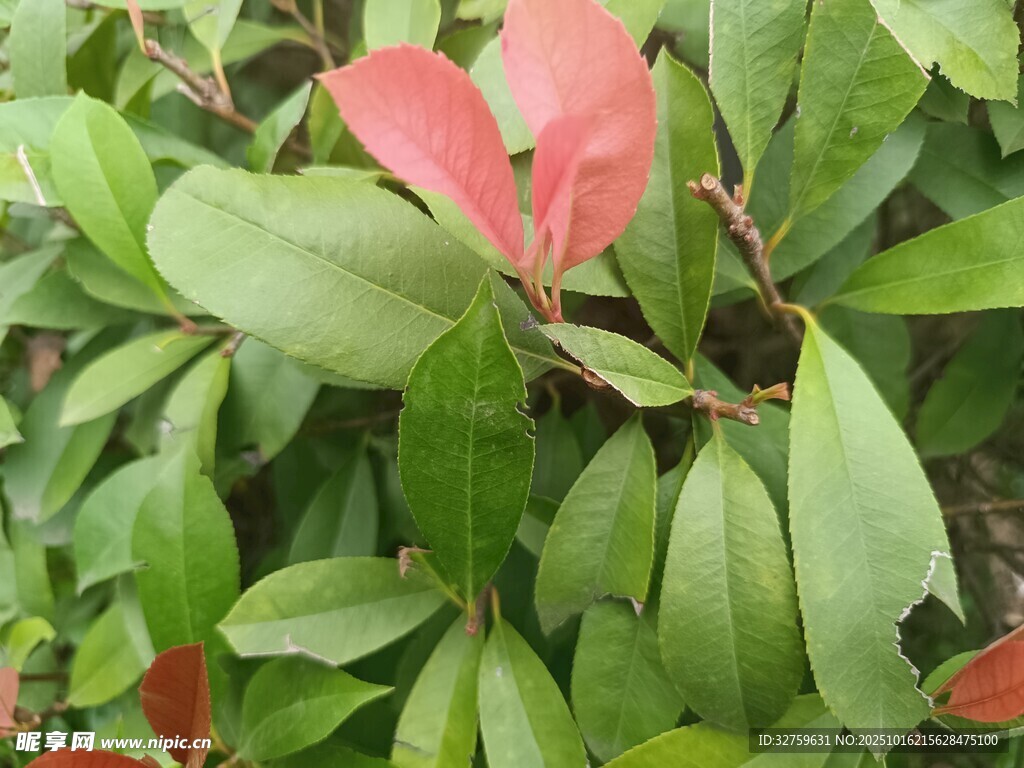 红绿相间的植物叶片