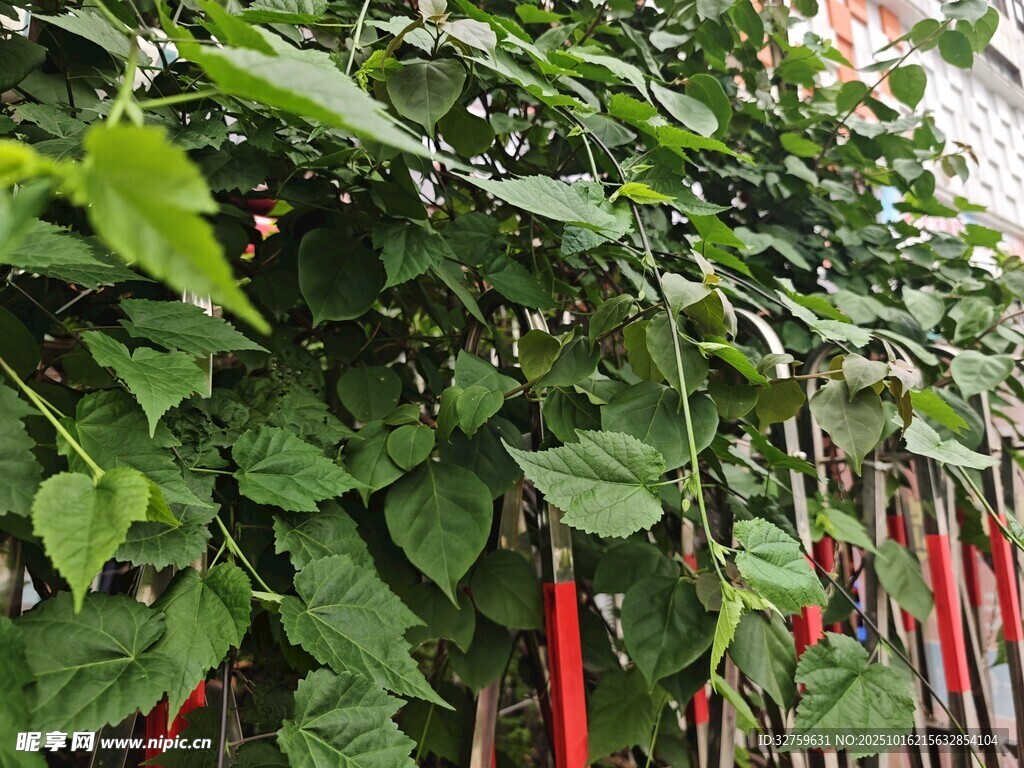 绿叶藤蔓植物攀爬支架