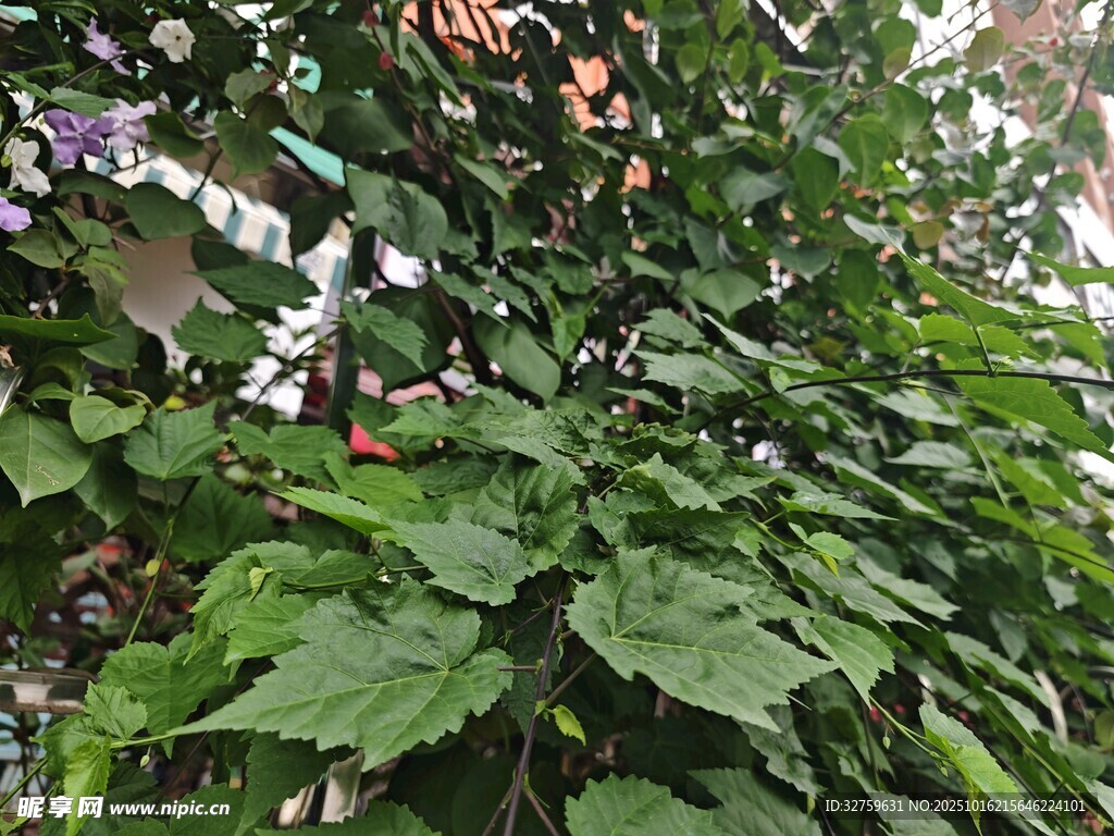 绿叶繁花的生机景象