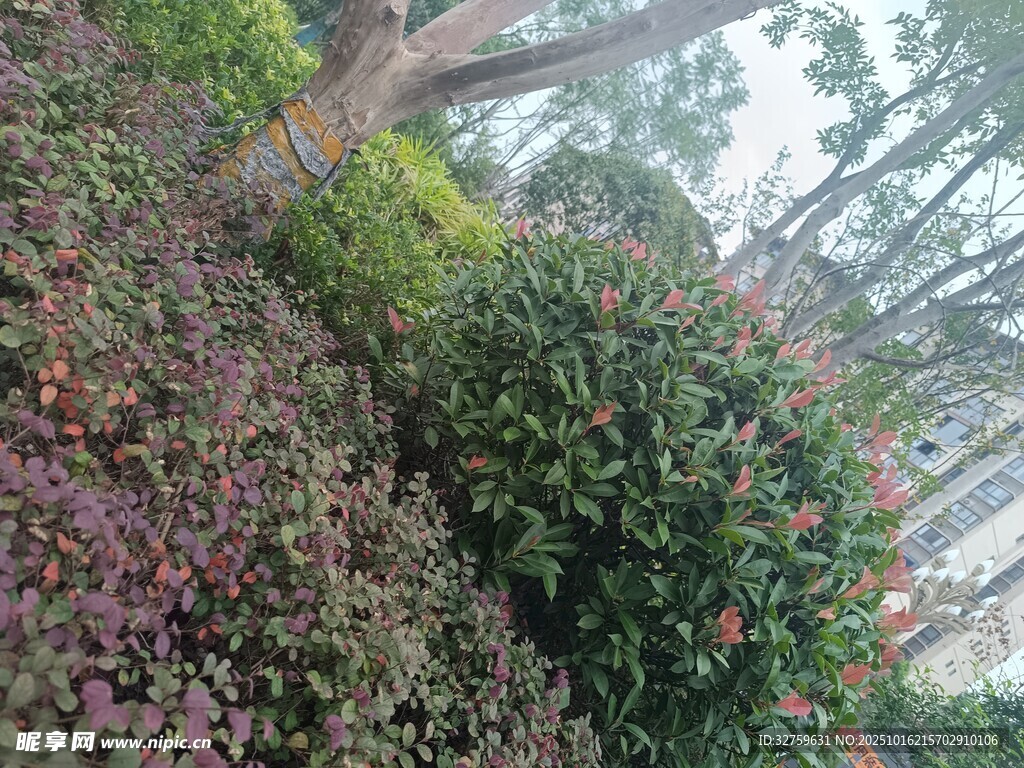 多彩绿植景观