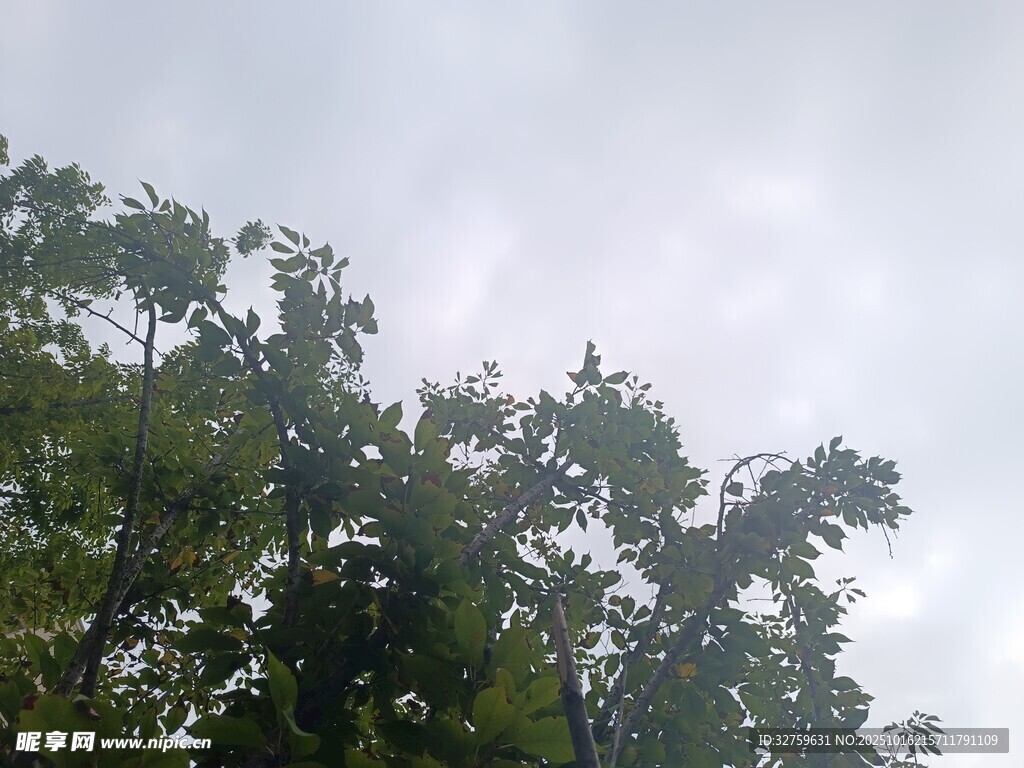 树梢之上的朦胧天空