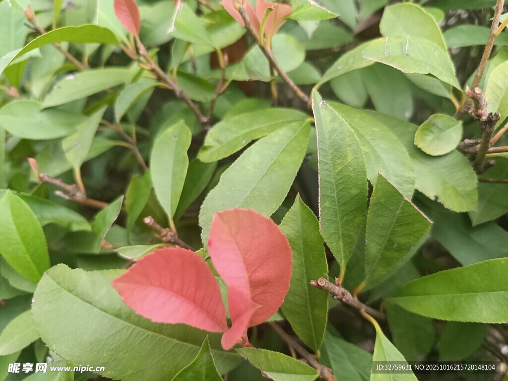 绿叶丛中一抹艳红