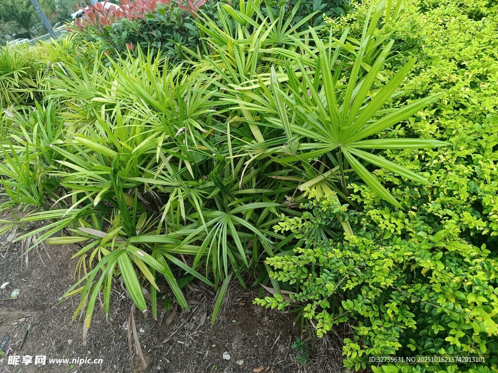 翠绿丛生植物景观