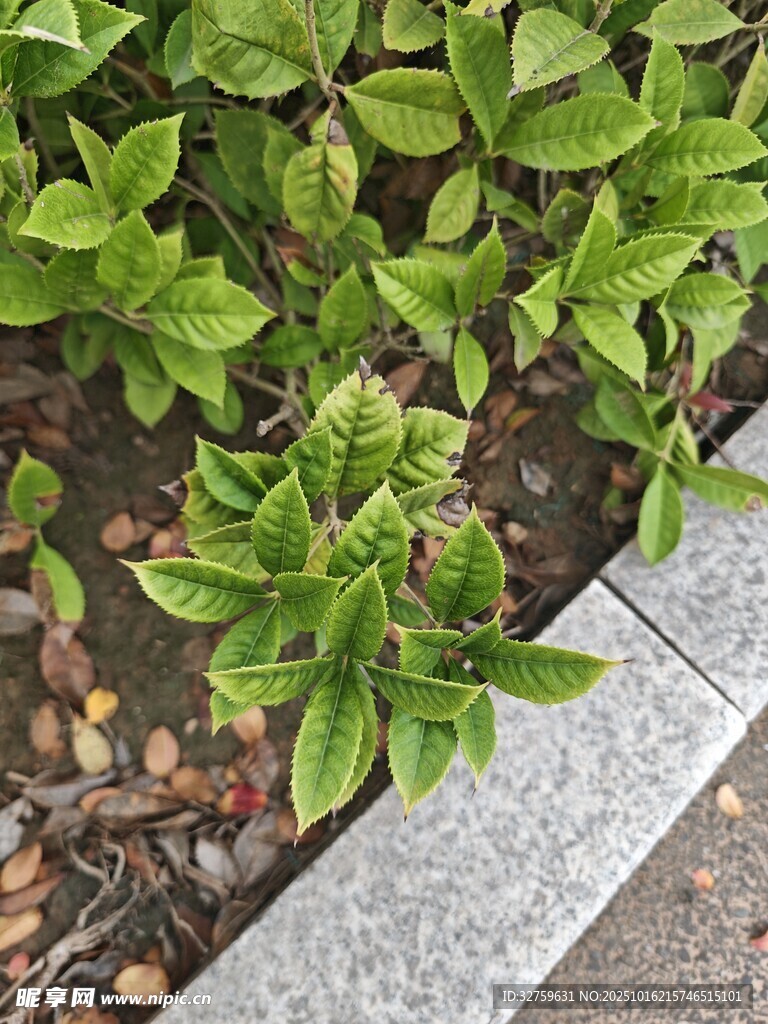 路边绿植与碎石景观