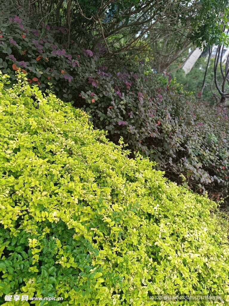 翠绿繁茂的户外植物景观