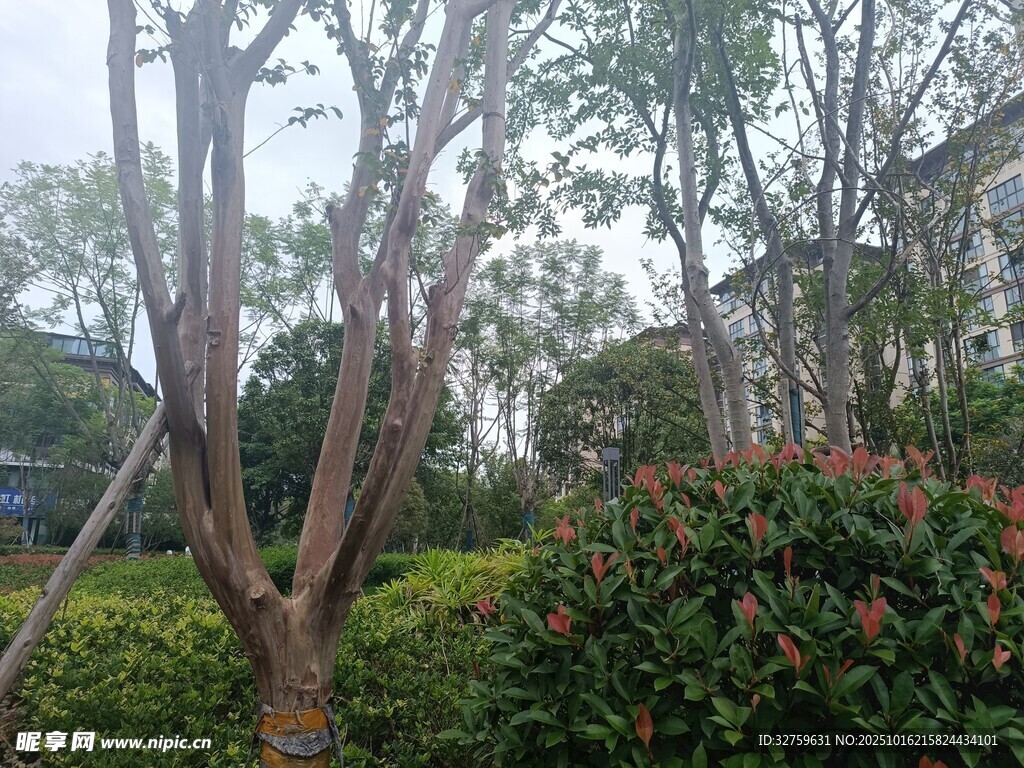 园林绿植景观