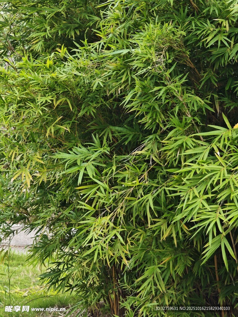 翠绿竹林景致