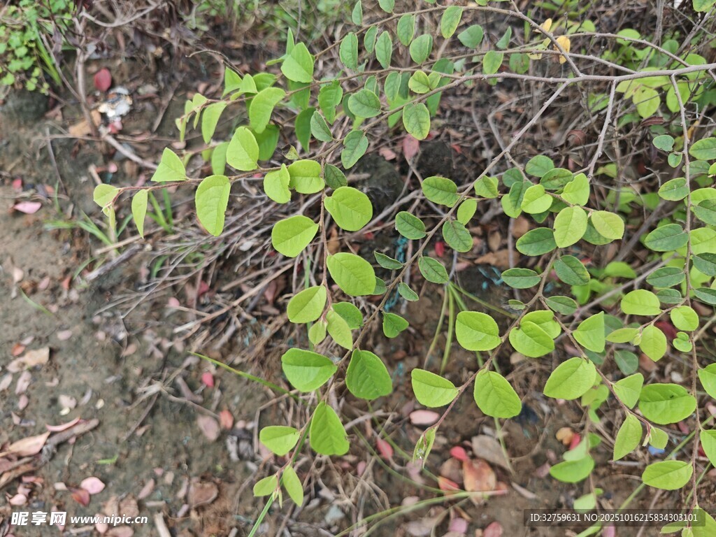 地面生长的绿叶植物