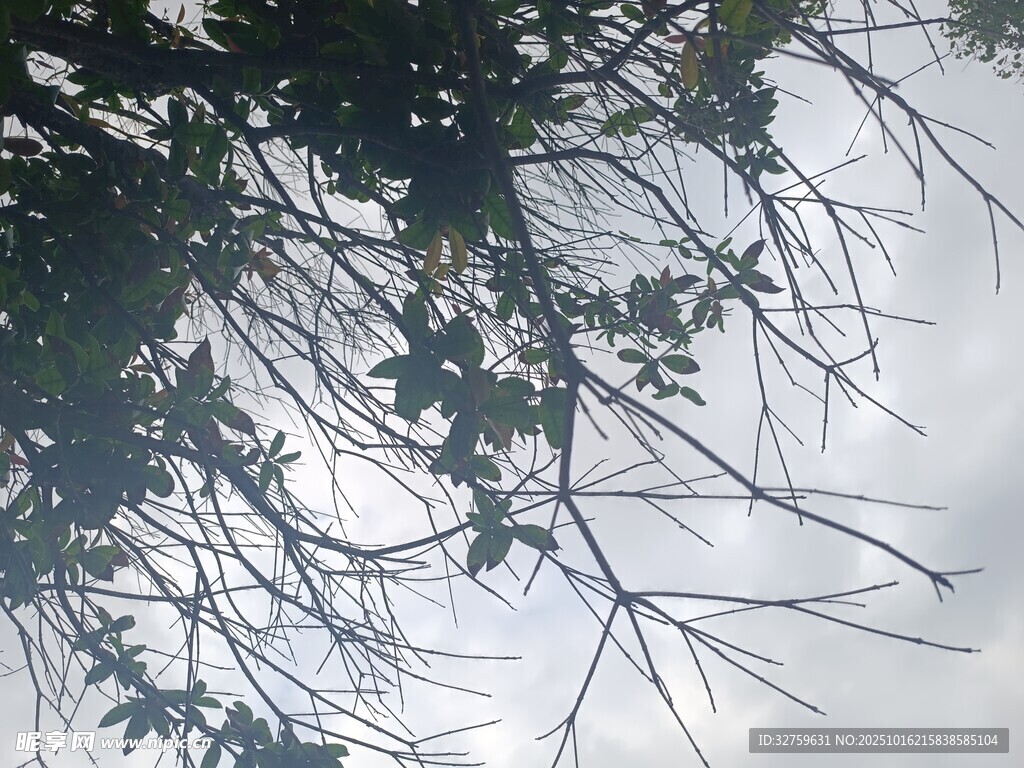 仰视枝叶间的天空景象
