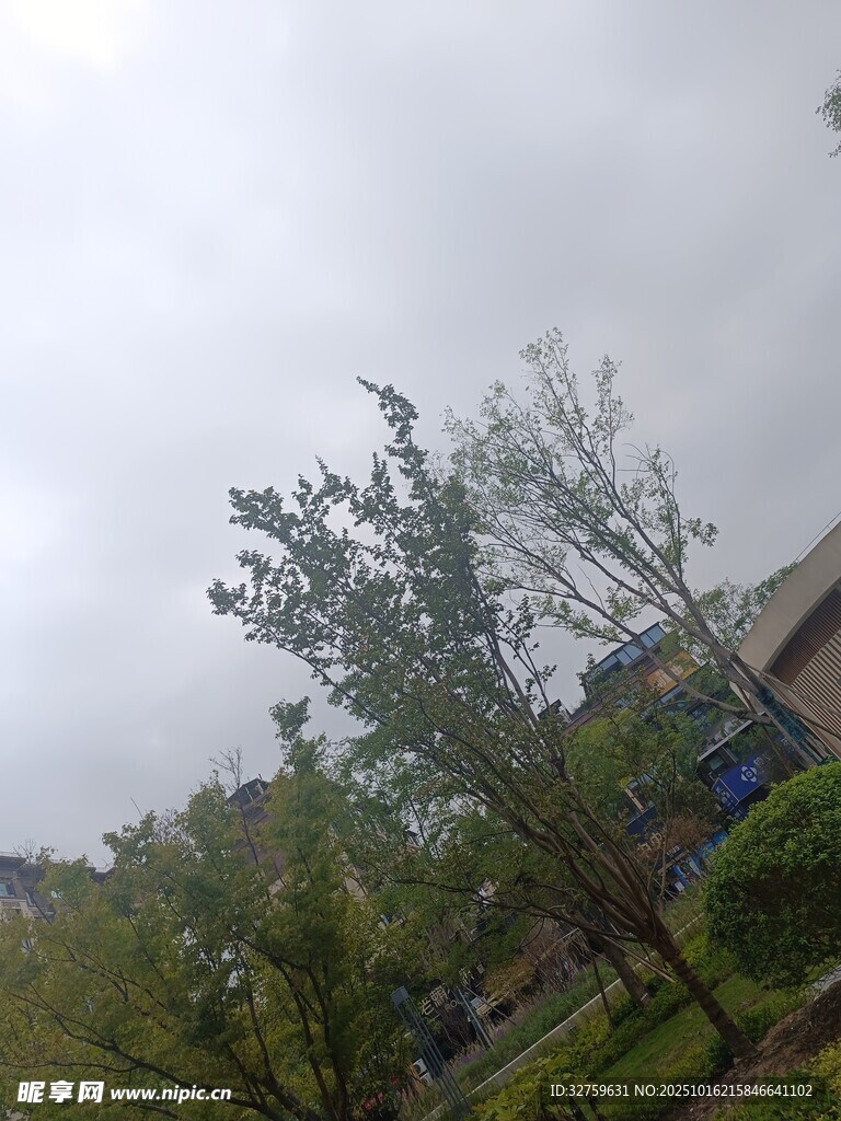 阴天中的绿树与建筑物