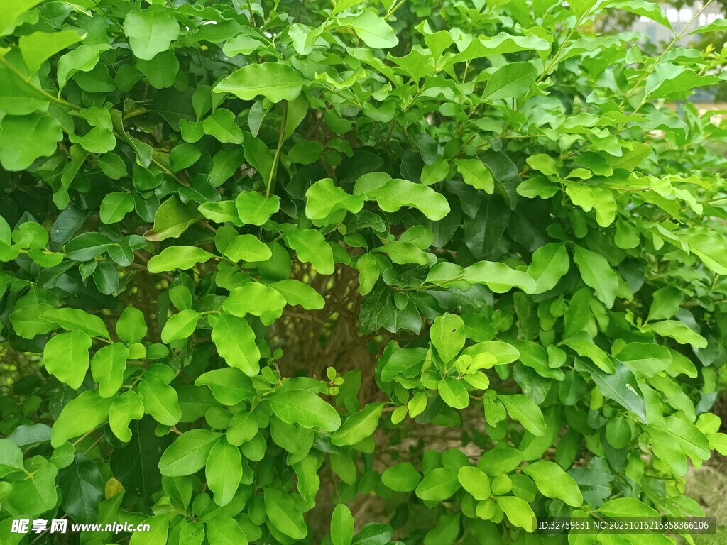 翠绿繁茂的绿叶植物