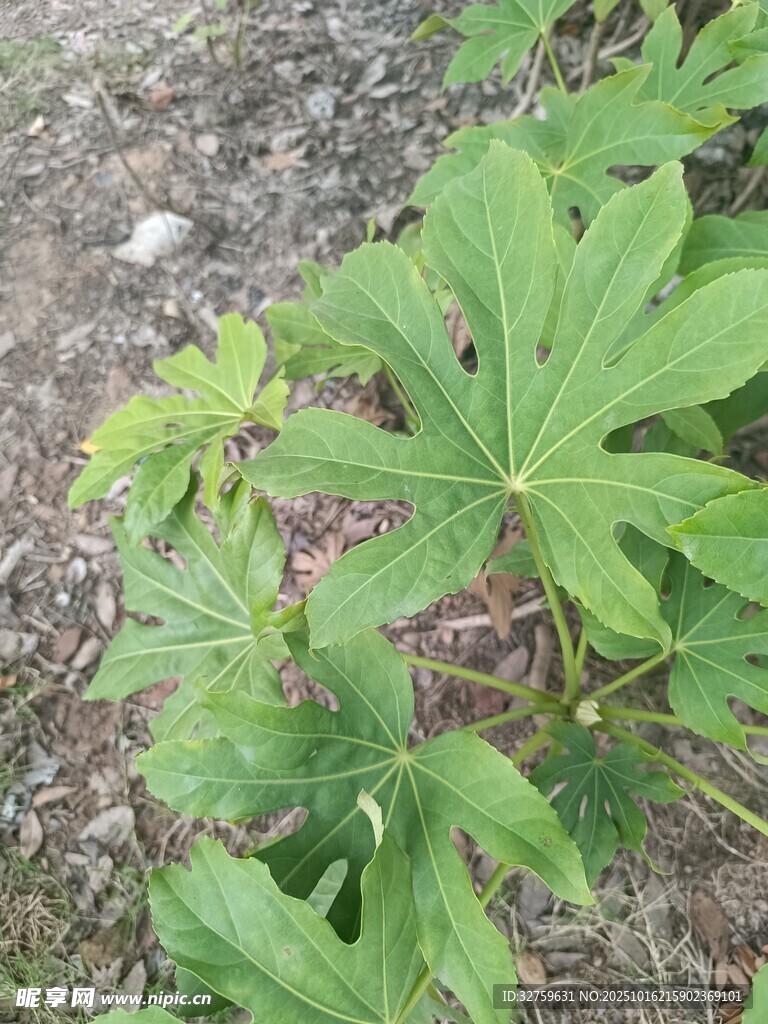 绿叶繁茂的植物