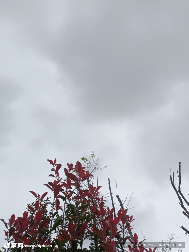 灰云下的红枝绿叶