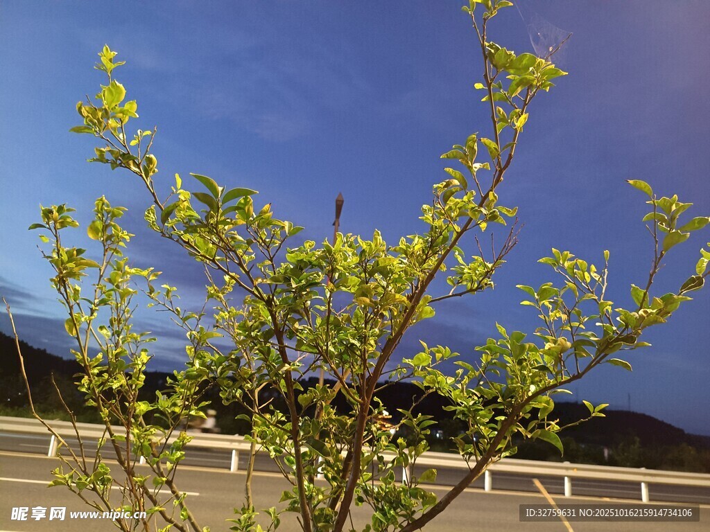 蓝天映衬下的嫩绿树枝