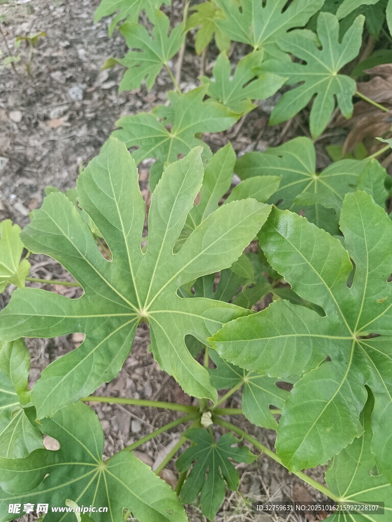 绿叶舒展的蓬勃植物
