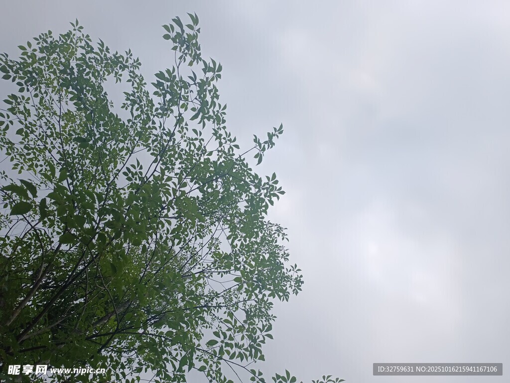 树梢之上的朦胧天空