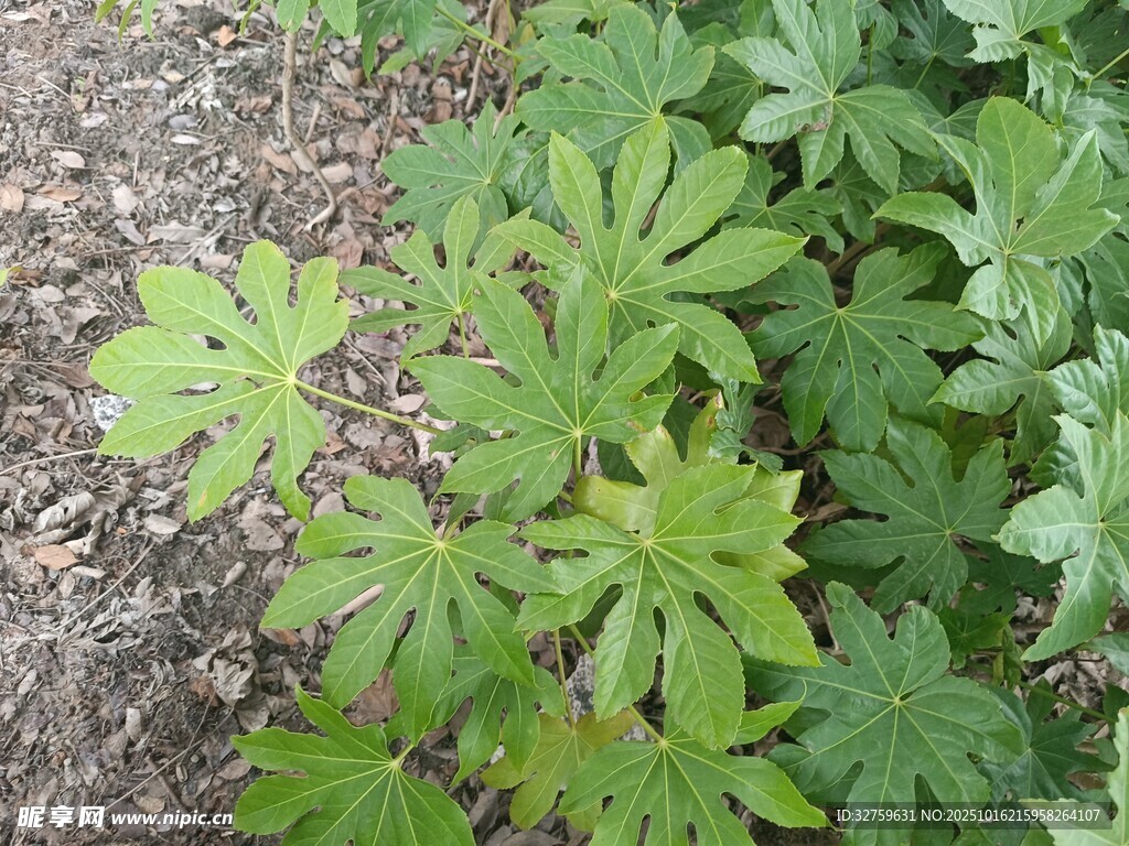 绿叶植物特写