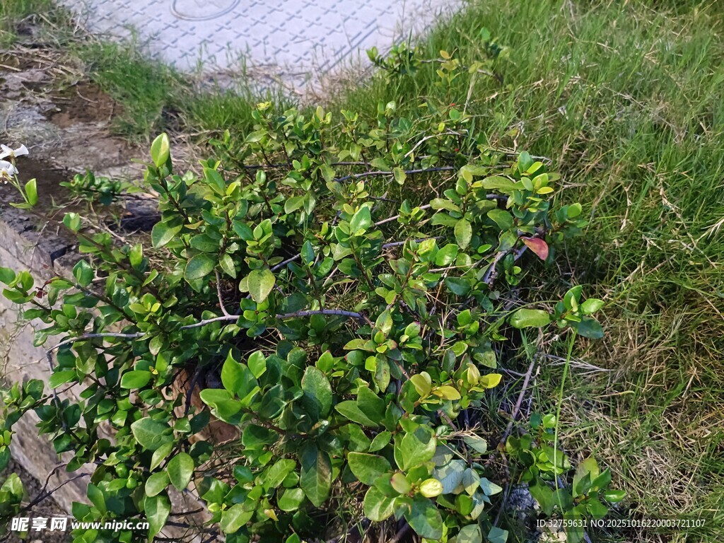 地面生长的绿色低矮植物