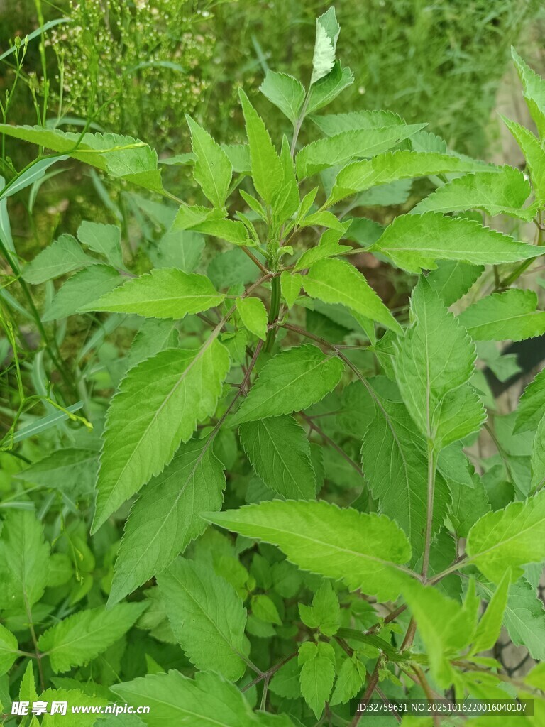 绿叶繁茂的植物