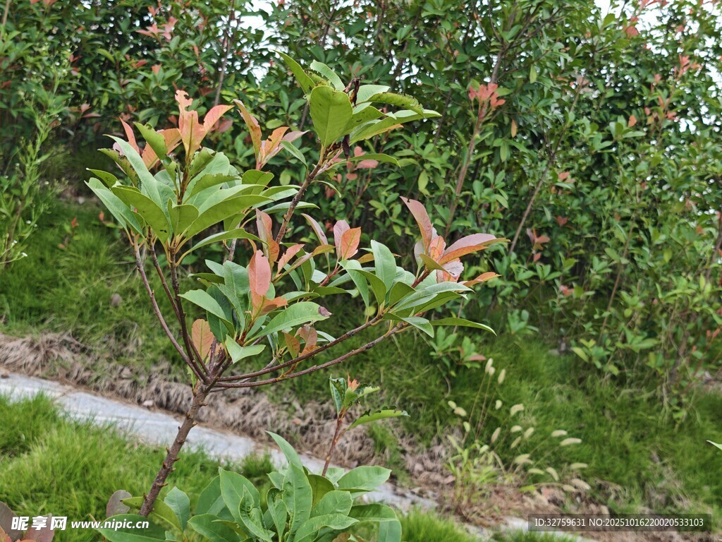 绿叶间的新嫩植物