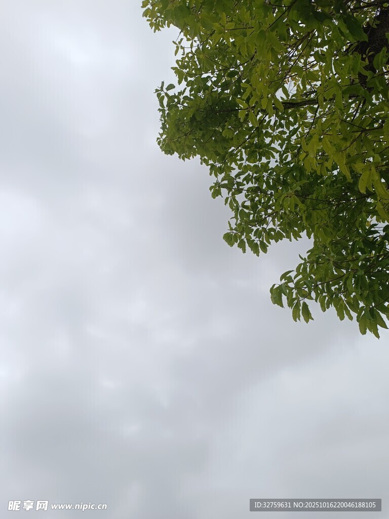 仰视绿树与灰白天空