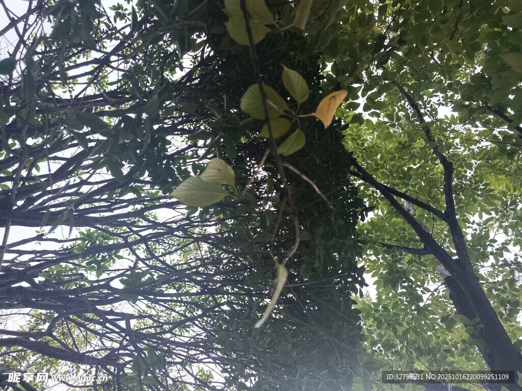 仰视繁茂树木枝叶景观