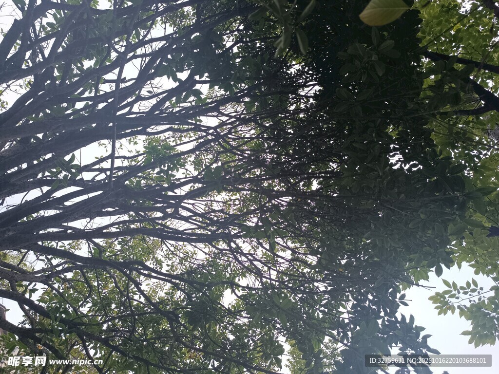 仰视繁茂树枝景象