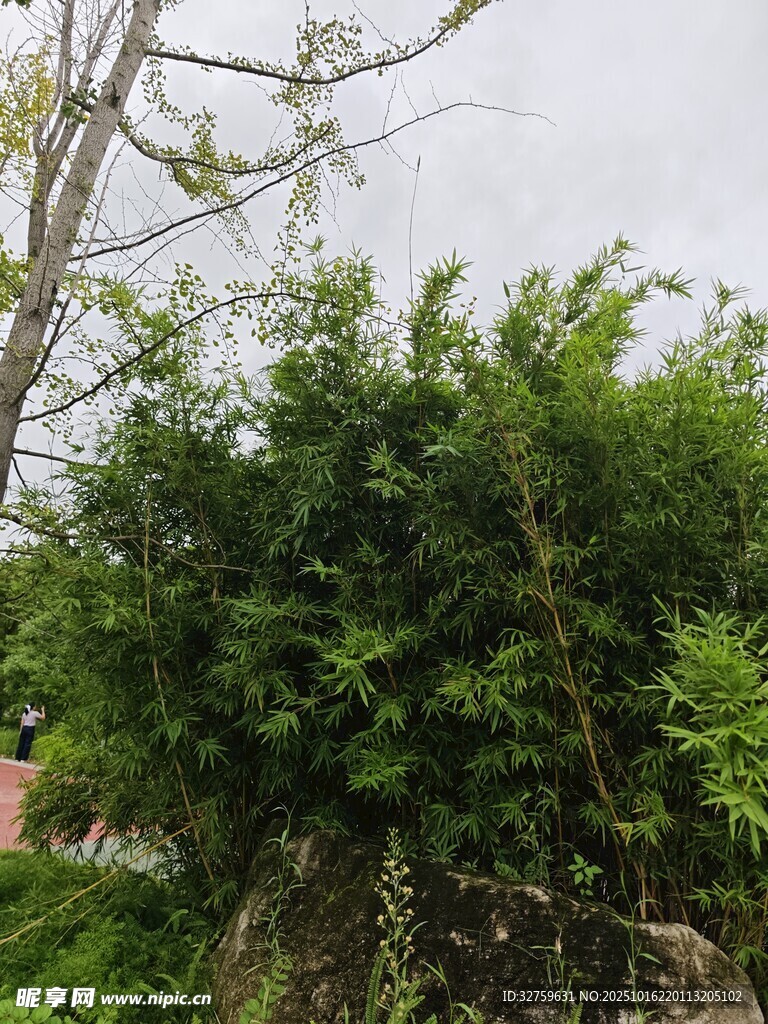 繁茂绿植与树木景观