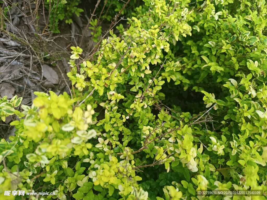 翠绿繁茂的灌木丛